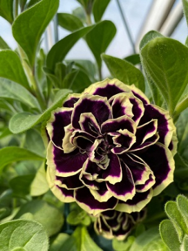 PETUNIA Midnight Gold
